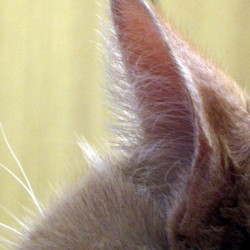Cómo limpiarle las orejas a los gatos