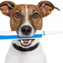 Cepillar los dientes a tu mascota